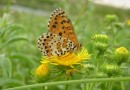 Melitaea didyma ©  S. Beshkov